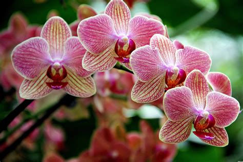 free orchid pics|orchids photos gallery.